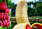Red Banana