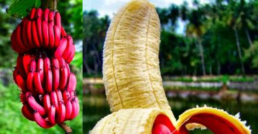 Red Banana